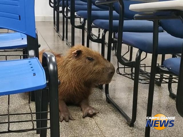 Capivara do WhatsApp – #MUSEUdeMEMES