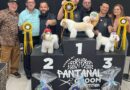 MS celebra prêmio em competição nacional de estética animal na Expopet Cuiabá