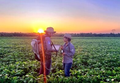 Sustentabilidade: florestas plantadas em MS contribuem para a meta de carbono neutro