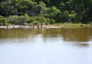 Desassoreamento do lago de contenção chega a 80% e já repercute no ecossistema do Parque das Nações Indígenas