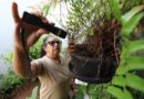 Boletim Epidemiológico: MS registra 7.928 casos confirmados de dengue