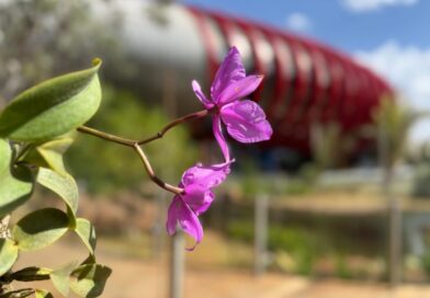Flor símbolo de MS, Cattleya nobilior passa a integrar o jardim externo do Bioparque Pantanal