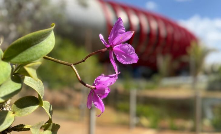 Flor símbolo de MS, Cattleya nobilior passa a integrar o jardim externo do Bioparque Pantanal