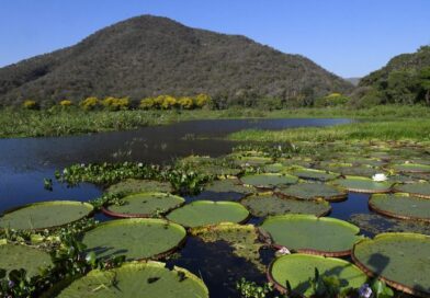 Pantanal brasileiro é destaque em campanha global inédita com a National Geographic