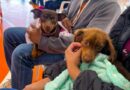Caravana da Castração: 2ª etapa atende 9,6 mil animais e avança para Grande Dourados e Cone Sul