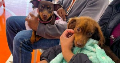 Caravana da Castração: 2ª etapa atende 9,6 mil animais e avança para Grande Dourados e Cone Sul