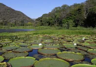Avanços ao aliar crescimento e preservação referendam MS na COP30, e Estado adere ao ‘selo verde’ europeu