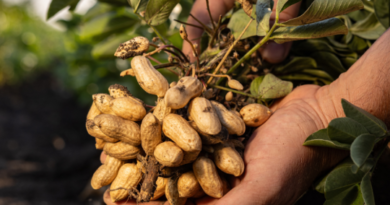 UEMS e parceiros realizam ‘Dias de Campo’ para difusão de tecnologias no cultivo de amendoim em MS