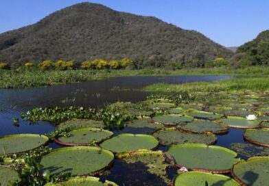 MS é o único estado a implementar todos os instrumentos da governança climática