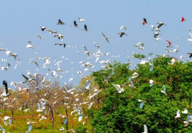 Evento internacional: Governo de MS mobiliza secretarias e vai contribuir com uma série de ações na COP15