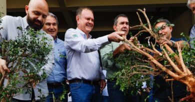 Apoio à produção de laranja: Governador Riedel faz remoção simbólica de hospedeiro de doenças