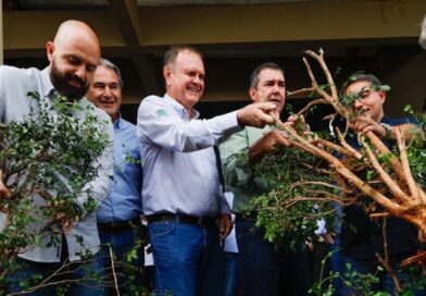 Apoio à produção de laranja: Governador Riedel faz remoção simbólica de hospedeiro de doenças