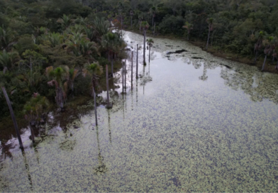 Cerrado perdeu 38% de água em rios e lagoas e viu área de barragens crescer