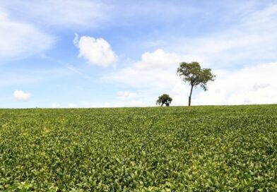 Vazio sanitário da soja prossegue até 15 de setembro em Mato Grosso do Sul