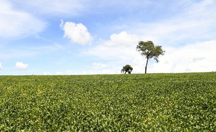 Vazio sanitário da soja prossegue até 15 de setembro em Mato Grosso do Sul