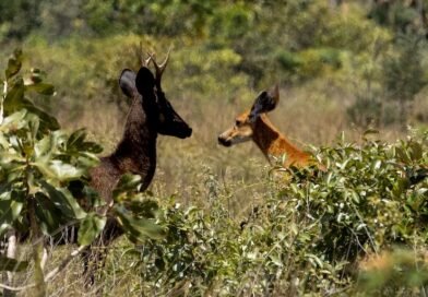 Registrados primeiros casos de melanismo em cervos-do-pantanal no Pantanal e no Cerrado