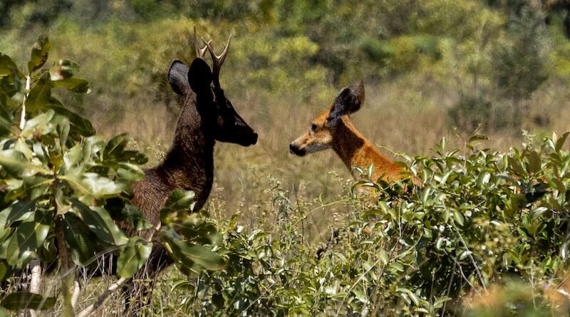 Registrados primeiros casos de melanismo em cervos-do-pantanal no Pantanal e no Cerrado