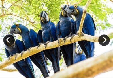 Arara-azul volta à lista de espécies ameaçadas e ganha novo bosque no Pantanal