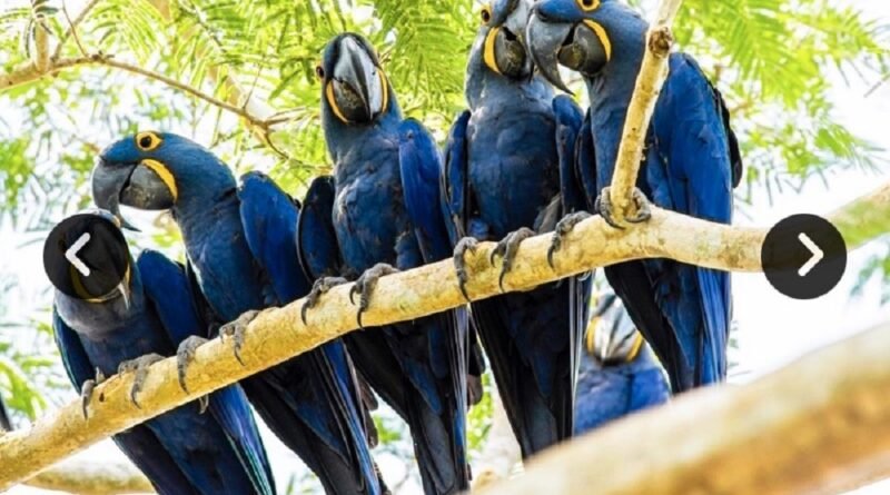Arara-azul volta à lista de espécies ameaçadas e ganha novo bosque no Pantanal
