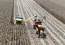 Agricultor paranaense triplica a produtividade do milho e estabelece recorde nacional