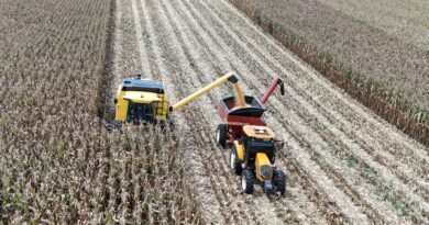 Agricultor paranaense triplica a produtividade do milho e estabelece recorde nacional