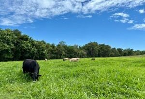 Valorização da arroba cria a melhor janela dos últimos anos para reforma de pastagens