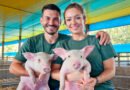 Suinocultura: A cadeia que transforma trabalho e renda em MS