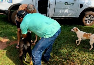 Cães e gatos: Jateí encerra campanha contra a raiva com Dia D de vacinação neste sábado
