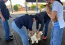 Vicentina avança na vacinação de cães e gatos e faz Dia D nesta sexta-feira em Vila Rica